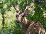 Sri Lankan Axis Deer - Axishert - Axis axis ceylonensis