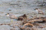 Great Thick-knee - Grote Griel - Esacus recurvirostris