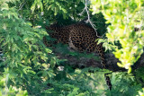 Leopard - Luipaard - Panthera pardusa