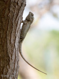 Common Green Wood Lizzard - Groene Boshagedis - Calotes calotes