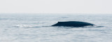 Blue Whale - Blauwe Vinvis - Balaenoptera musculus