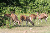 Sri Lankan Axis Deer - Axishert - Axis axis ceylonensis