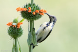 Lotens Sunbird - Lotens Honingzuiger - Nectarinia loteniat