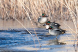 Eurasian Teal - Wintertaling - Anas crecca