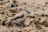 Indian Silverbill - Loodbekje - Euodice malabarica
