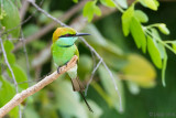 Little Green Bee-eater - Kleine Groene Bijeneter - Merops orientalis
