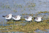 Sanderling - Drieteenstrandloper - Calidris alba