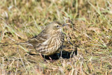 Eurasian Rock Pipit - Oeverpieper - Anthus petrosus