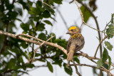 Baya Weaver - Bayawever - Ploceus philippinus
