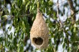 Baya Weaver - Bayawever - Ploceus philippinus