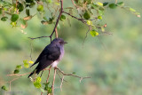 Grey-bellied Cuckoo - Grijsbuik-Piet-van-Vliet - Cacomantis passerinus