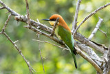 Chestnut-headed Bee-eater - Bruinkopbijeneter - Merops leschenaulti
