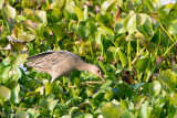 Watercock - Waterhaan - Gallicrex cinerea