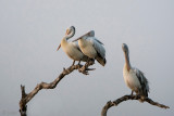 Spot-billed Pelican - Grijze Pelikaan - Pelecanus philippensis