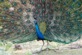 Indian Peafowl - Pauw - Pavo cristatus