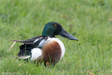 Northern Shoveler - Slobeend - Anas clypeata