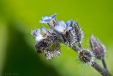 Early Forget-me-not - Ruw-vergeet-mij-nietje - Myosotis ramosissima