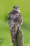 Merlin - Smelleken - Falco columbarius