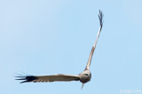 Western Marsh Harrier - Bruine Kiekendief - Circus aeruginosus