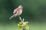 Common Linnet - Kneu -  Linaria cannabina