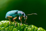 Broad-nosed Weevil - Groene Struiksnuitkever - Polydrusus sericeus