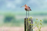 Black-tailed Godwit - Grutto - Limosa mimosa