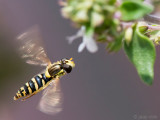 Long Hoverfly - Grote Langlijf - Sphaerophoria scripta