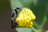 Oedemera lurida - Schijnboktor - Oedemera lurida