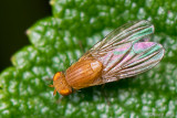 Acalyptrate fly - Lauxaniidae - Sapromyzosoma quadripunctata