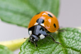 Ladybird - Zevenstippelig Lieveheersbeestje - Coccinella septempunctata