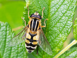 Syrphidae - Citroenpendelvlieg - Helophilus trivittatus