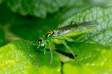 Sawfly - Bladwesp - Rhogogaster chlorosoma