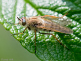 Common Stiletto - Gewone Viltvlieg - Thereva nobilitata