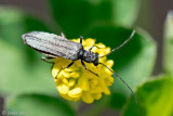 Oedemera lurida - Schijnboktor - Oedemera lurida