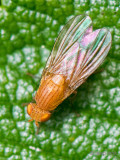 Acalyptrate fly - Lauxaniidae - Sapromyzosoma quadripunctata