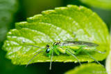 Sawfly - Bladwesp - Rhogogaster chlorosoma