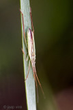 Notostira elongata - Bruine Graswants - Notostira elongata