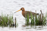 Black-tailed Godwit - Grutto - Limosa mimosa