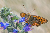 Niobe Fritillary - Duinparelmoervlinder - Argynnis niobe