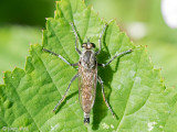 Asilidae - Zandroofvlieg - Philonicus albiceps