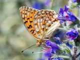 Niobe Fritillary - Duinparelmoervlinder - Argynnis niobe