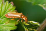 Soldier Beetle - Rood Soldaatje -Cantharis rufa