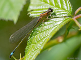 Blue-tailed Damselfly - Lantaarntje - Ischnura elegans