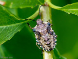 Forest Bug - Roodpootschildwants - Pentatoma rufipes