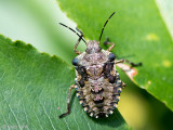 Forest Bug - Roodpootschildwants - Pentatoma rufipes