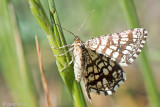 Latticed Heath - Klaverspanner - Chiasmia clathrata
