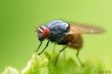 Lauxaniidae - Minettia lupulina