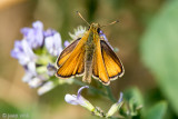 Essex Skipper - Zwartsprietdikkopje - Thymelicus lineola