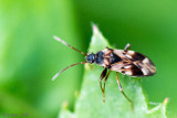 Rhyparochrominae - Kortvleugelige zaagpoot - Scolopostethus affinis