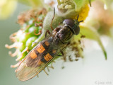 Syrphidae - Platte Zweefvlieg - Xanthandrus comtus
